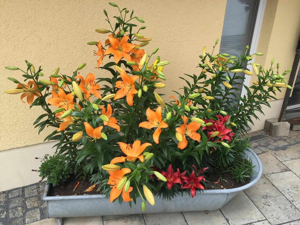 Landpension Bielatal - Raum Esterno foto